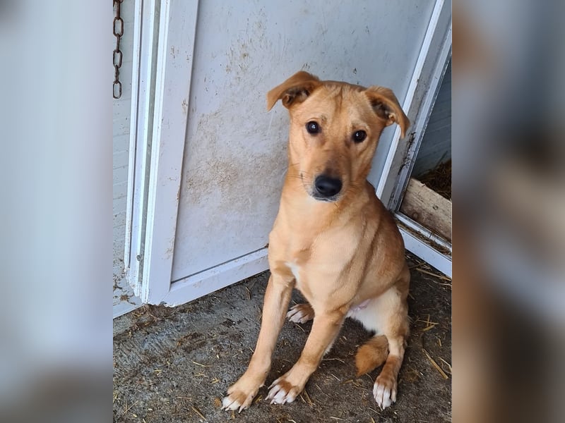 Kara, 4-jähriges Mädel, sozial, freundlich noch unsicher, aber neugierig