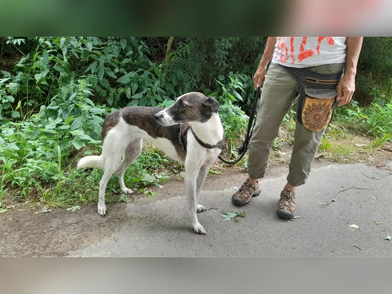 Chiquita, die hübsche braucht unbedingt einen ruhigen Platz