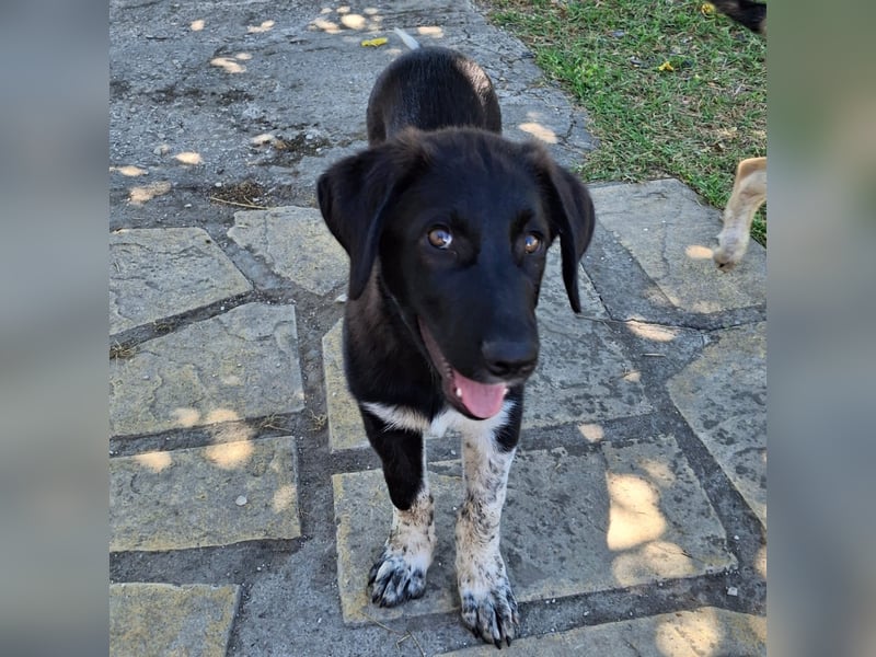 Amara sucht ein Zuhause / eine Pflegestelle