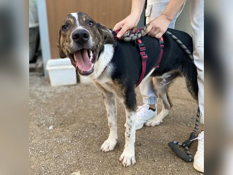 Rex-Mischling- sucht ein Zuhause/Pflegestelle