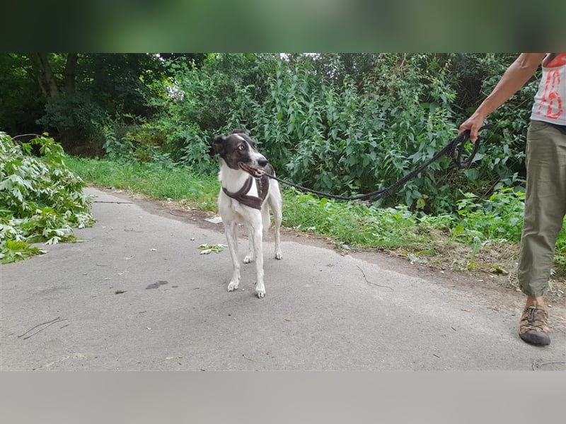 Chiquita, die hübsche braucht unbedingt einen ruhigen Platz