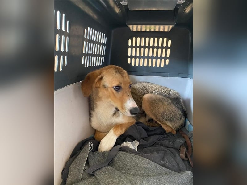 Emerentia sucht ruhiges Zuhause, gerne als Zeithund