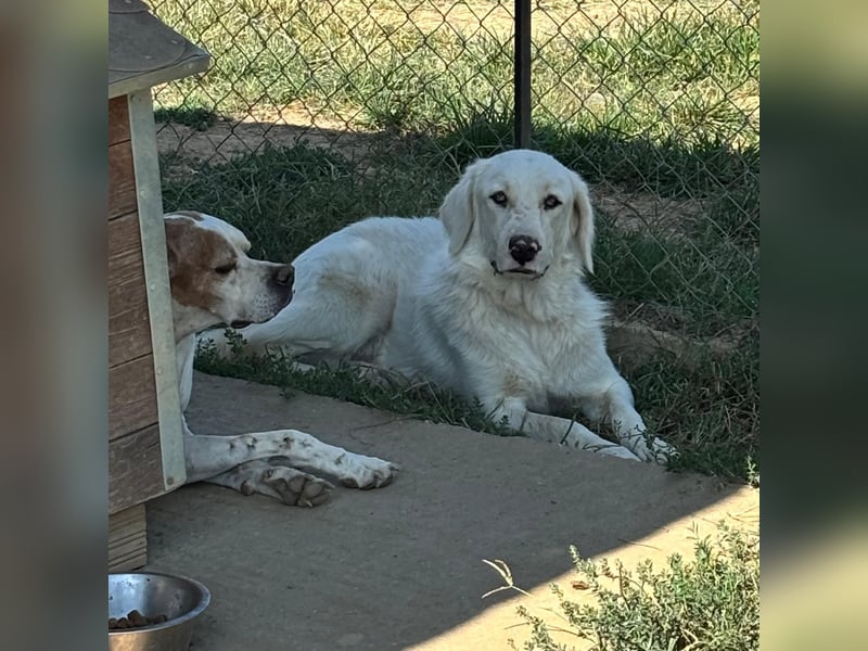 Ezra- Mischling- sucht ein Zuhause/Pflegestelle