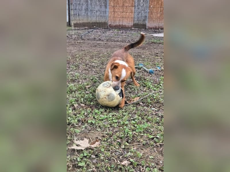 Baro verspielt und lieb
