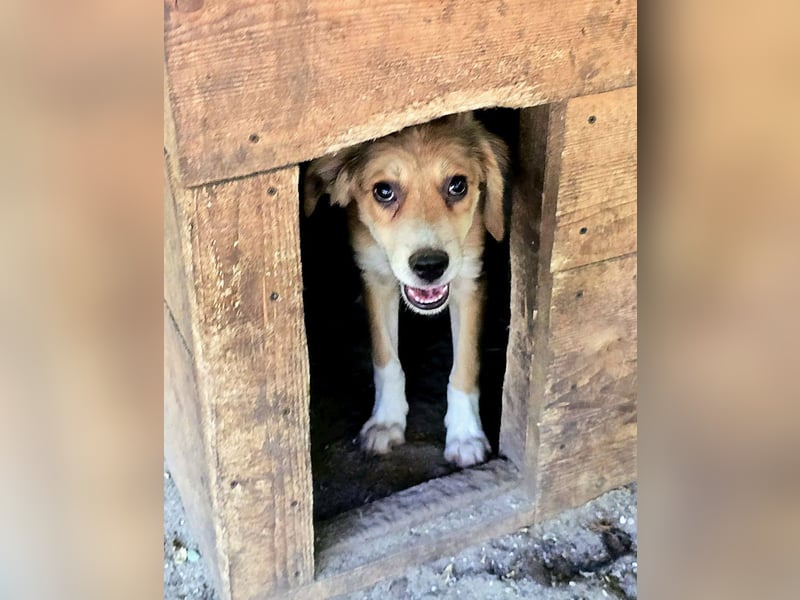 Novel, 1jähriger Junghund, Bub, ca. mittelgroß,freundlich, sozial, neugierig, etwas schüchtern