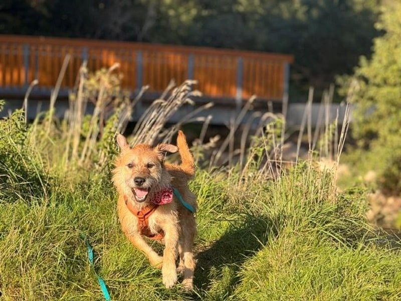 Getto, wo sind die Menschen für diesen hübschen Terrier-Mix