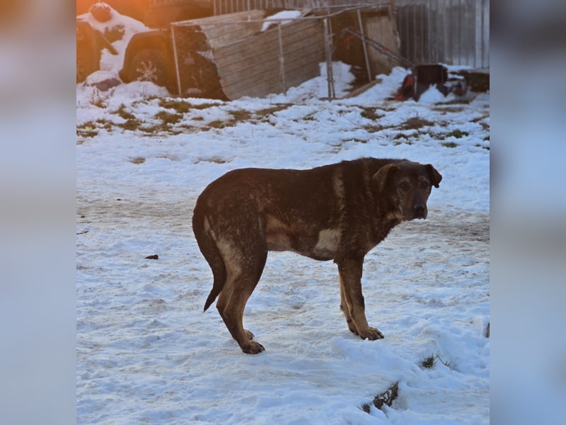 Amour (Alter über 10 Jahre, SH ca. 55 cm, schüchtern, lieb, neugierig