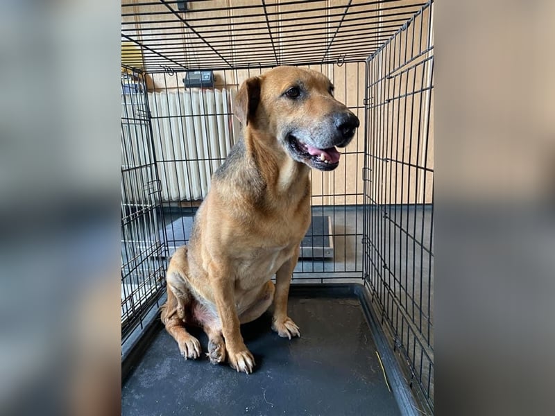 Simon, zarte Hundeseele benötigt verständnisvolle  geduldige Menschen