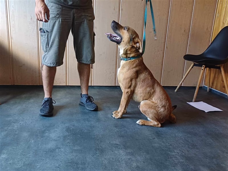 Drogba, freundlich und aufmerksam hat sein Zuhause verloren