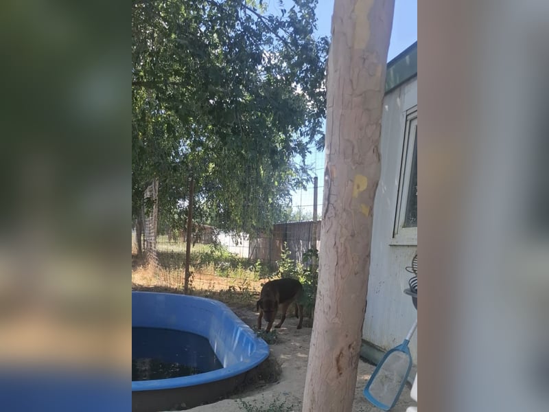 Bonni, zauberhafte Lady sucht Traumzuhause