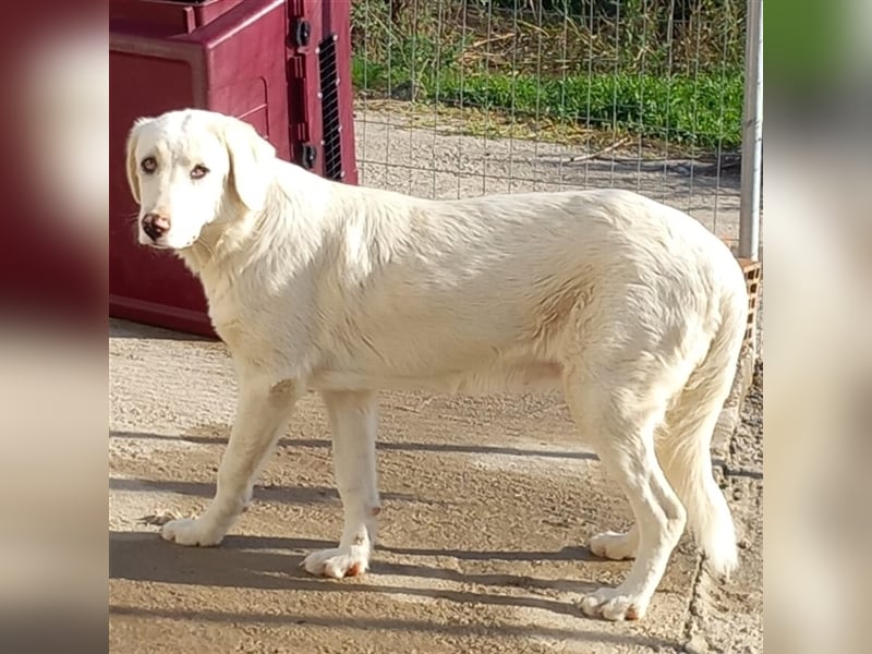 Ezra- Mischling- sucht ein Zuhause/Pflegestelle