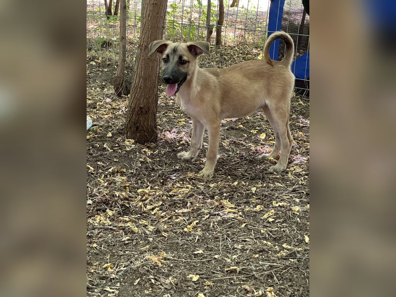 Mirella, mittelgroße Junghündin, verspielt, interessiert, entspannt, lieb