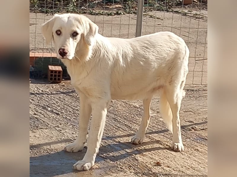 Ezra- Mischling- sucht ein Zuhause/Pflegestelle