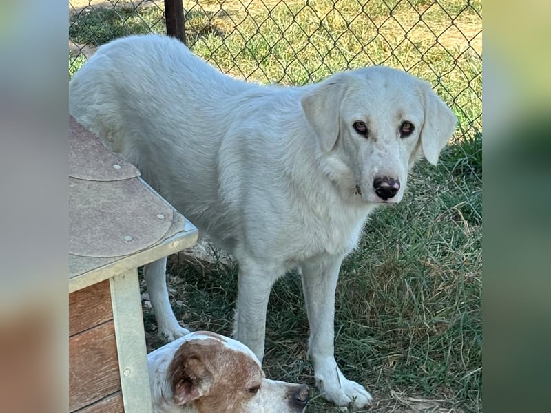 Ezra- Mischling- sucht ein Zuhause/Pflegestelle