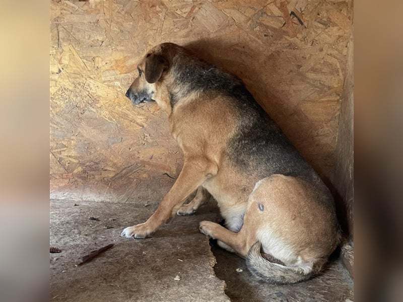 Simon, zarte Hundeseele benötigt verständnisvolle  geduldige Menschen