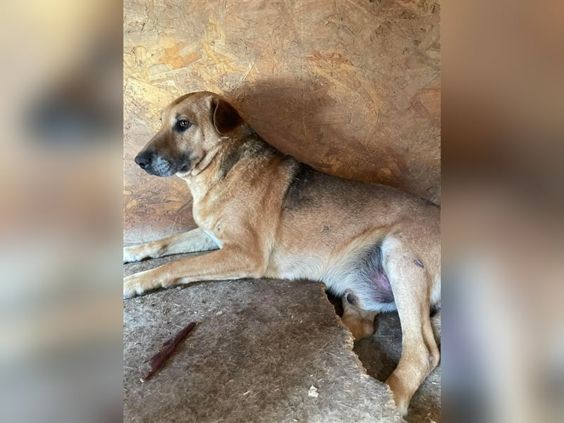 Simon, zarte Hundeseele benötigt verständnisvolle  geduldige Menschen