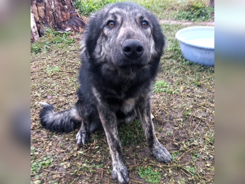 Rhonda sucht ein Zuhause / eine Pflegestelle