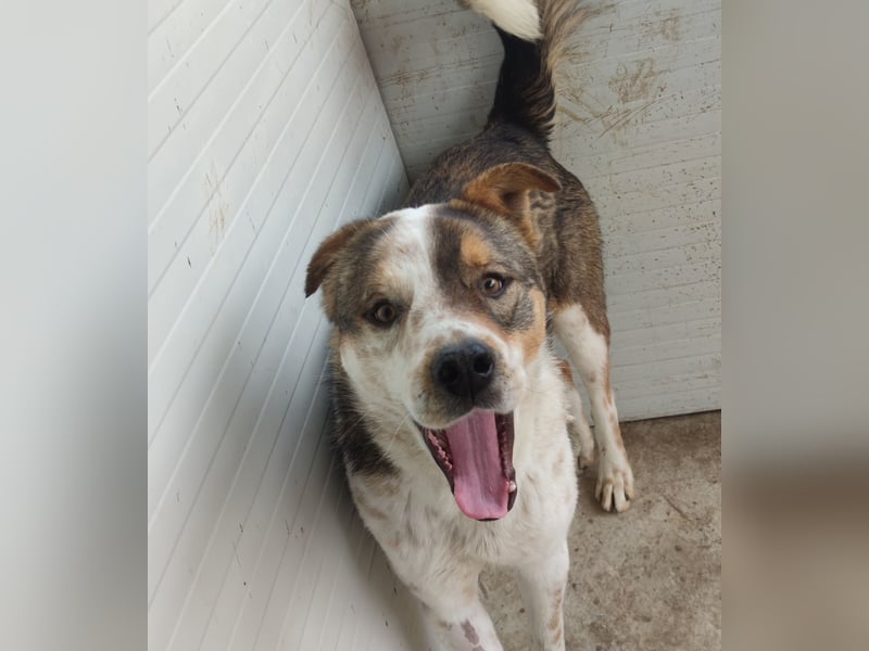 Xaver, 5jähriger Rüde, SH ca. 59 cm, aktiv, freundlich, menschenbezogen, lernwillig