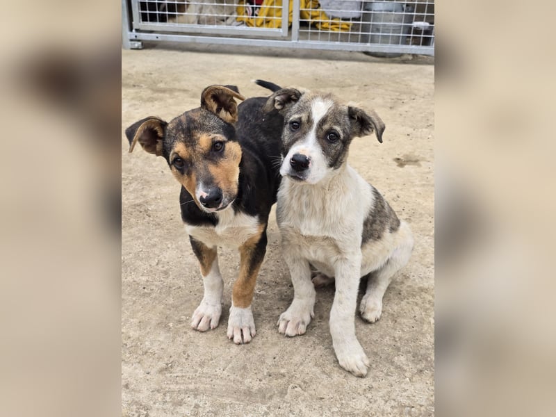 Zisan, 1-jähriger Junghund, mittelgroß, freundlich, offen sozial