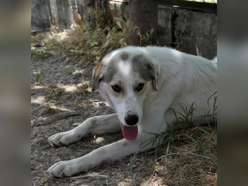 Balu -Mischling- sucht ein Zuhause