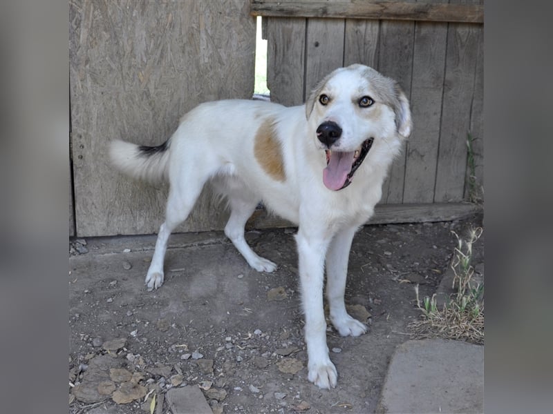 Balu -Mischling- sucht ein Zuhause