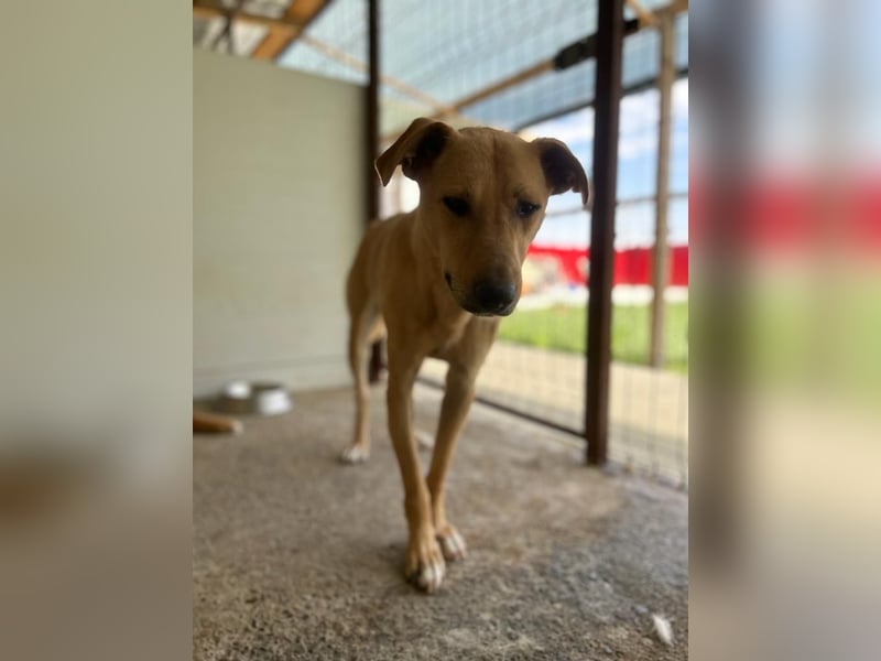 Kara, 4-jähriges Mädel, sozial, freundlich noch unsicher, aber neugierig