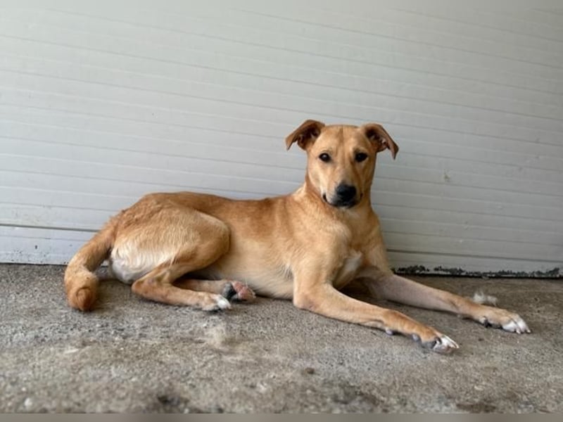 Kara, 4-jähriges Mädel, sozial, freundlich noch unsicher, aber neugierig