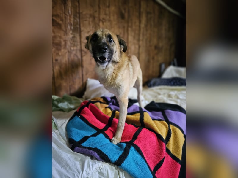 Jazz,  2 Jahre,  fröhlich, sozial, anfänglich zurückhaltend, Handicap 3 Beinchen
