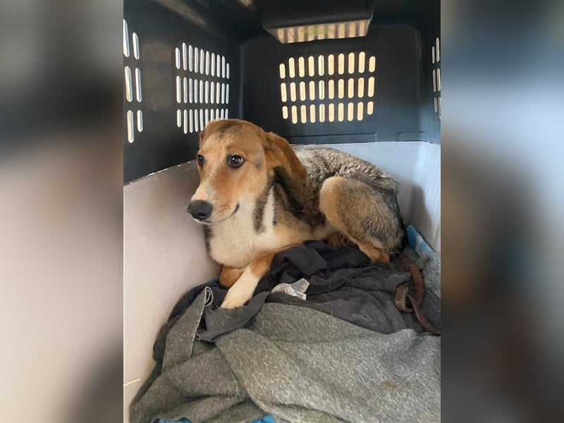 Emerentia sucht ruhiges Zuhause, gerne als Zeithund