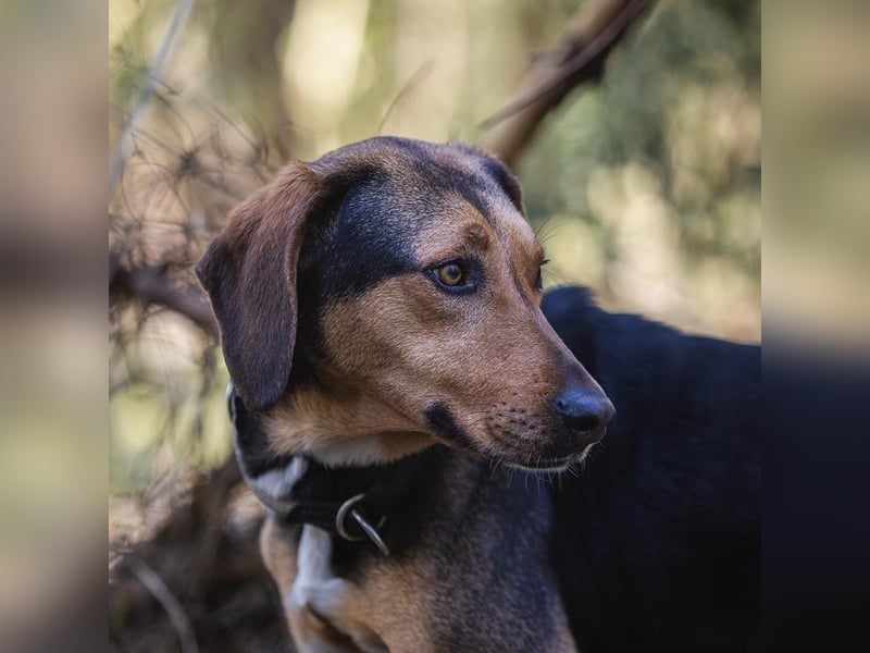 Hanni-griech. Bracken-Mischling- sucht ein Zuhause