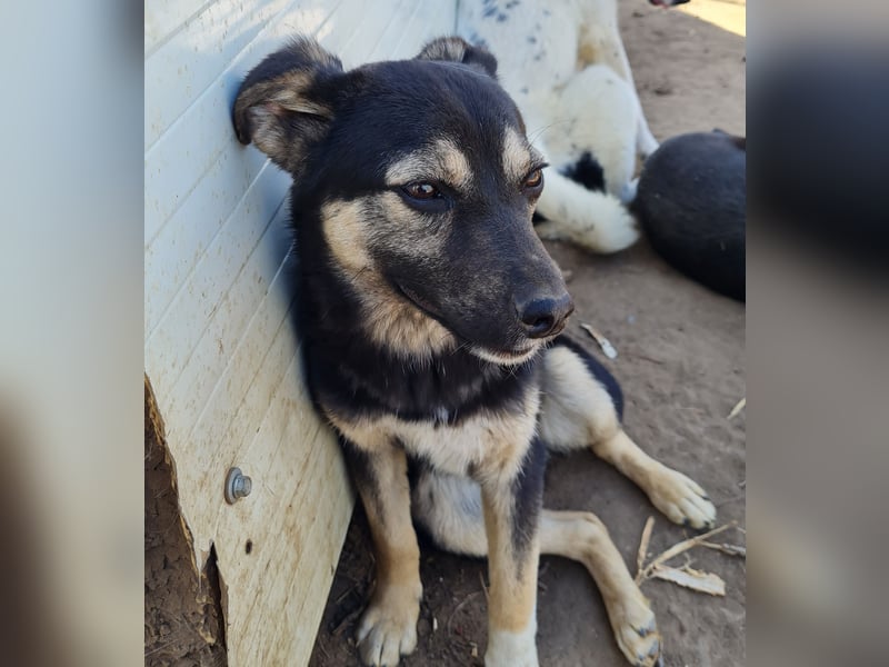Vyolett, freundliches 1 ¾ Jahr altes Mädchen, mittelgroß, zarte Seele, freundlich, verspielt