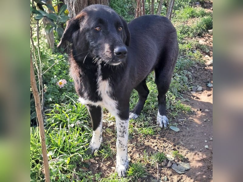 Amara sucht ein Zuhause / eine Pflegestelle