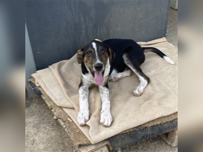 Rex-Mischling- sucht ein Zuhause/Pflegestelle