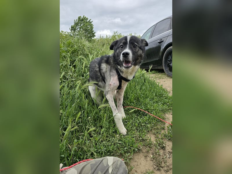 Max,  ein 1 ½ jähriger Junghund ,  lustig, freundlich, verschmust, sozial