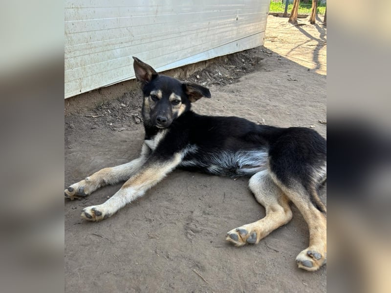 Vyolett, freundliches 1 ¾ Jahr altes Mädchen, mittelgroß, zarte Seele, freundlich, verspielt