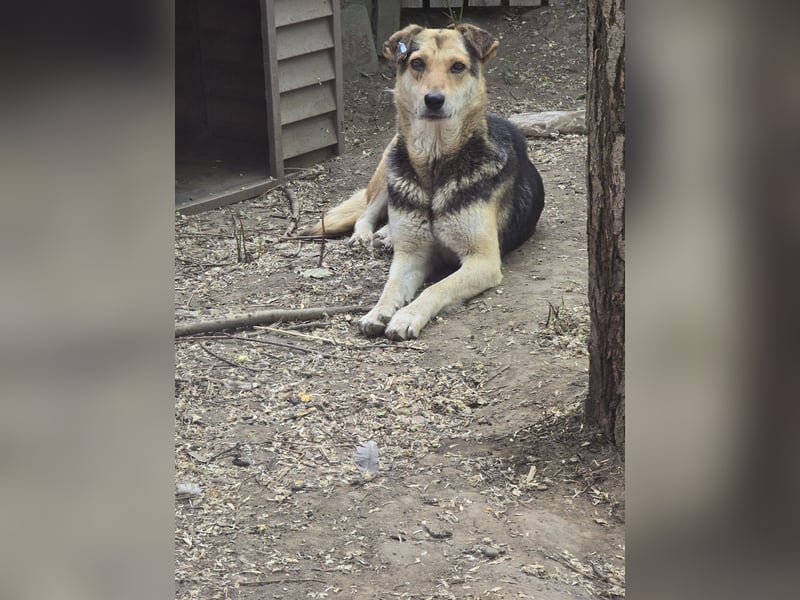 Merle, schüchternes 11jähriges Mädchen, ca. mittelgroß, noch ängstlich, neugierig, interessiert