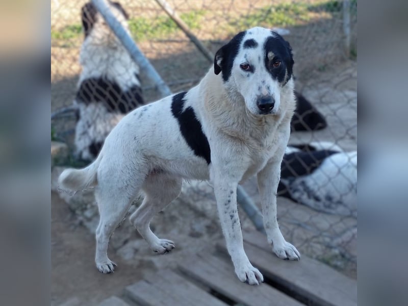 Tabby: sucht ein Zuhause / eine Pflegestelle