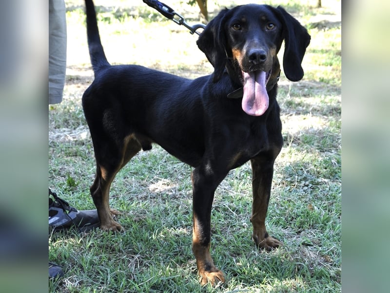 Günni-Mischling - Sucht ein Zuhause/Pflegestelle