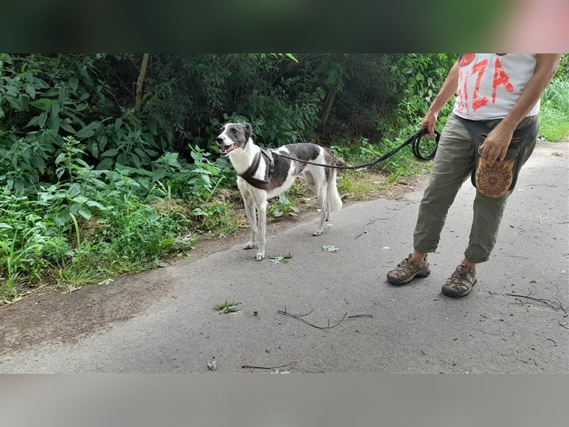 Chiquita, die hübsche braucht unbedingt einen ruhigen Platz