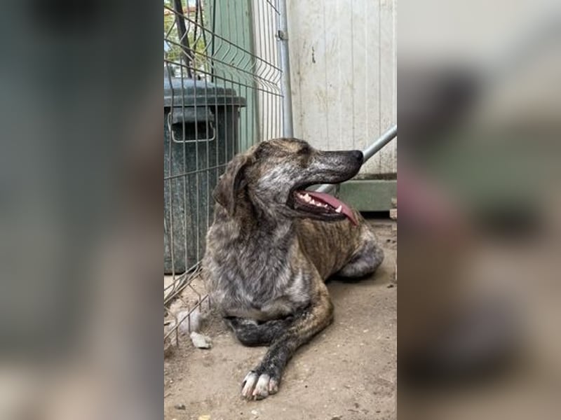 Tiger, flitzt auf drei Beinen mit den anderen um die Wette