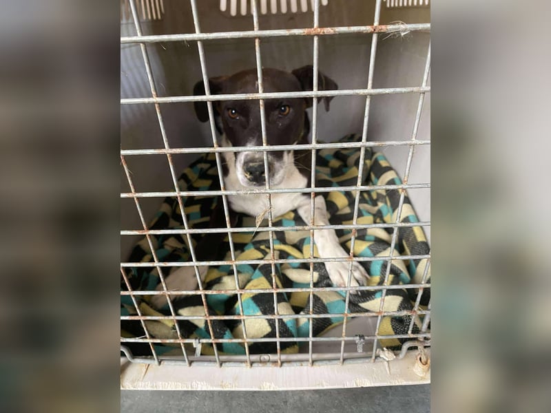 Color, anfänglich zurückhaltend sucht Traumzuhause