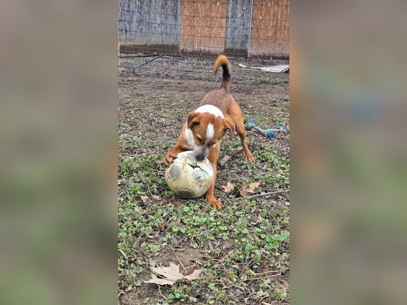 Baro verspielt und lieb