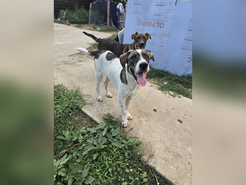 Zisan, 1-jähriger Junghund, mittelgroß, freundlich, offen sozial