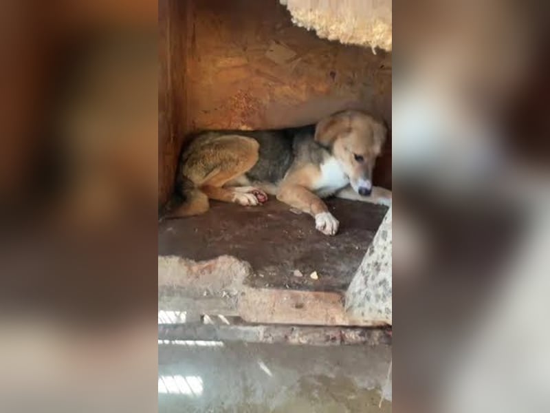 Emerentia sucht ruhiges Zuhause, gerne als Zeithund