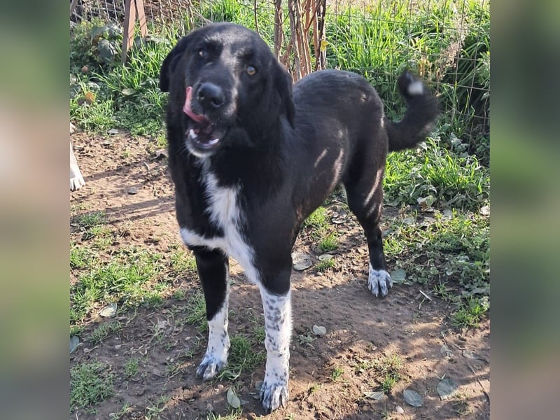 Amara sucht ein Zuhause / eine Pflegestelle