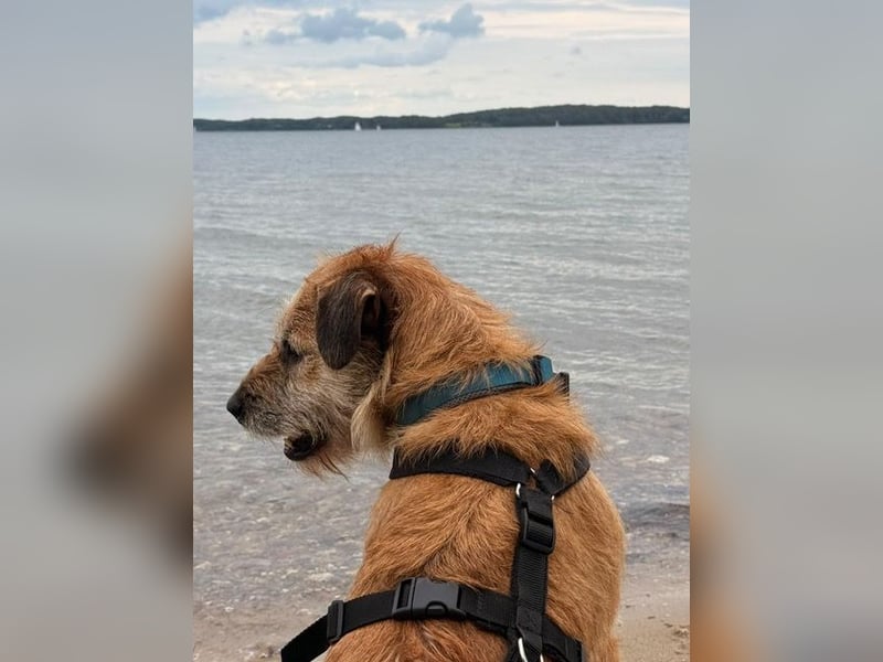 Getto, wo sind die Menschen für diesen hübschen Terrier-Mix