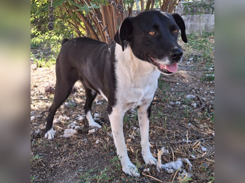 Nana - Mischlingshund sucht ein Zuhause