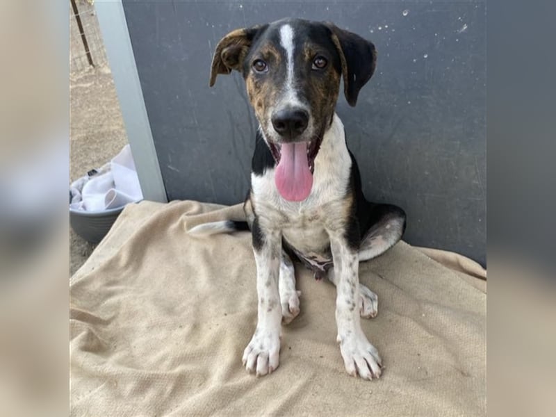 Rex-Mischling- sucht ein Zuhause/Pflegestelle