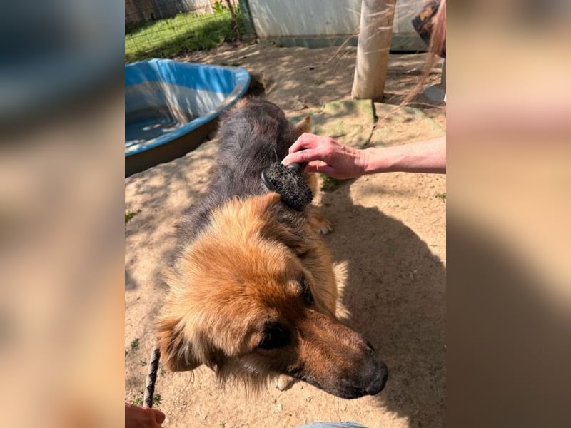 Ted, toller Rüde sucht seine Menschen