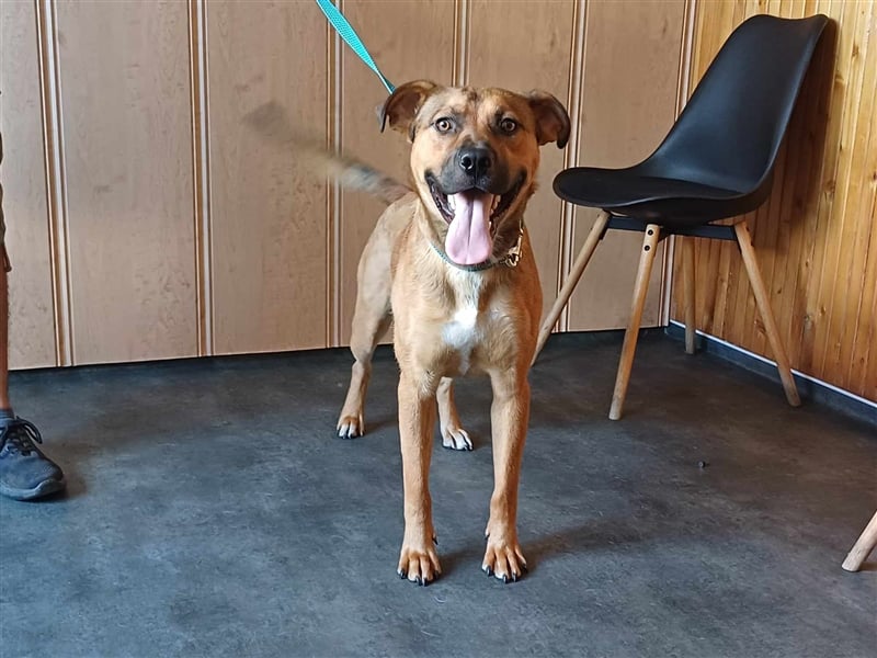 Drogba, freundlich und aufmerksam hat sein Zuhause verloren